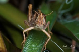 DSC_0011_9032.jpg