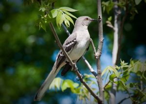 DSC_2957.jpg