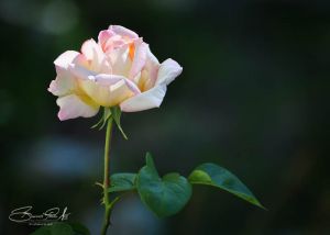 DSC_3487.jpg