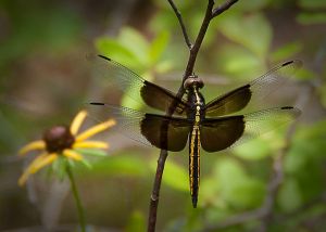 DSC_5887_340-Edit.jpg