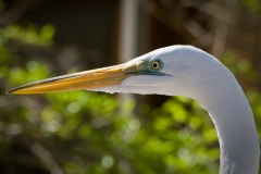 Egret