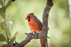 Cardinal 3