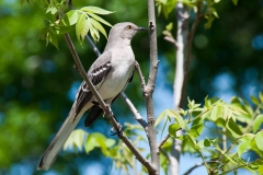 Mockingbird