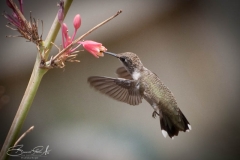 Hummingbird